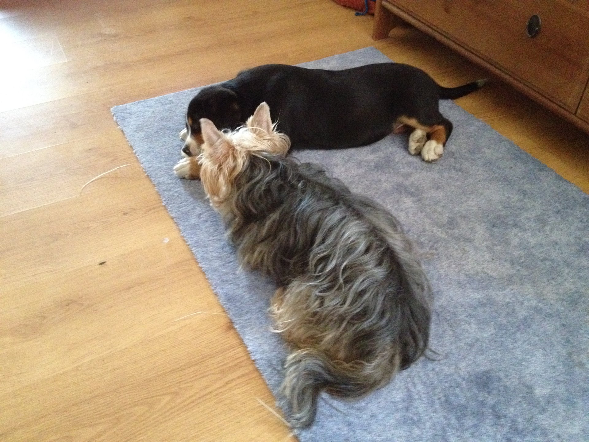 Mají tam i jiné pejsky, doufám že na mě budou hodný